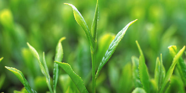 2013年广东省茶叶质量安全专项监测结果